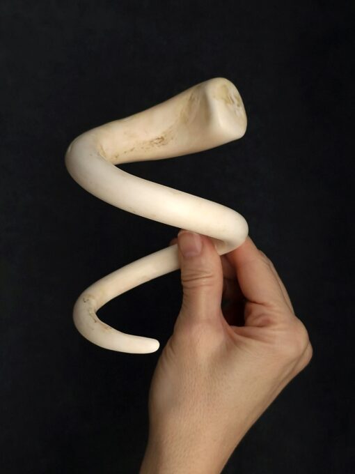 Vegan Ivory Snake Cuff Size L - Image 4