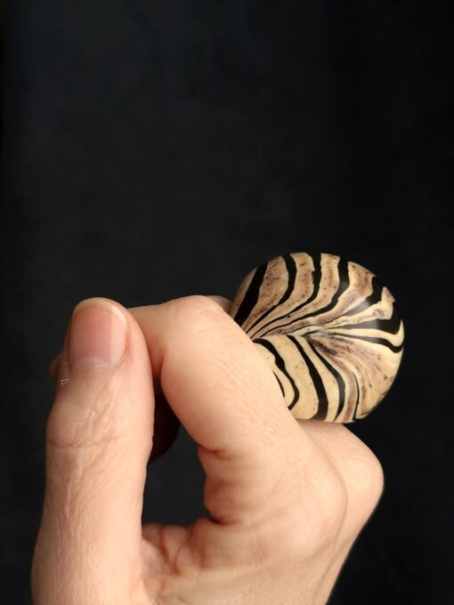 Vegan Ivory & Black Ring - Size 7.5 - Image 4