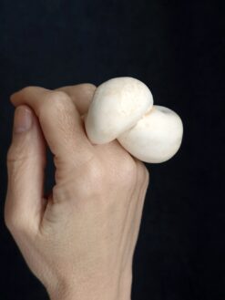 Vegan Ivory Sculptured Ring - Size 7