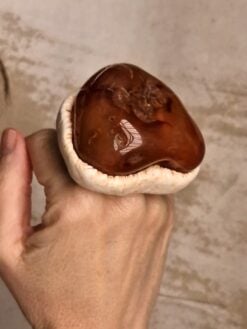 Carnelian Ring - Size 8