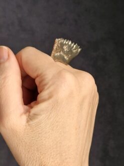 Alternative view of White Bronze Plated Alloy Ring - Size 8