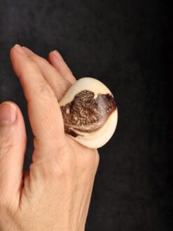 Vegan Ivory Ring - Size 7.5